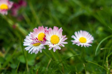 Bahçede çiçek açan papatyalar