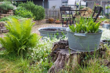 Köy bahçesi - teneke küvette bitkiler, eğreltiotu ve bitki sarmalı