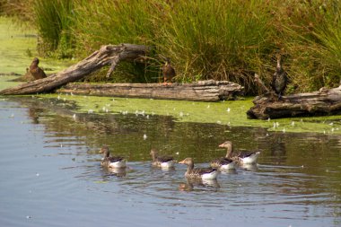 Krickenbecker Gölü, Narure Reserve, Aşağı Ren Bölgesi, Almanya