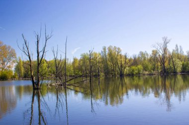 Doğa rezervi Bislicher Insel, Aşağı Ren Bölgesi, Almanya
