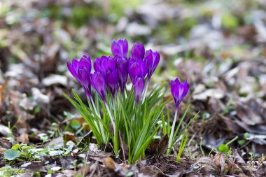 Crocus - ilkbahar çiçeklerinden biri.