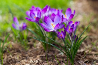 Crocus - bahçedeki ilk ilkbahar çiçeklerinden biri - yumuşak odak
