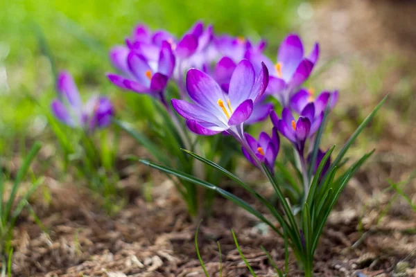 Crocus - bahçedeki ilk ilkbahar çiçeklerinden biri - yumuşak odak