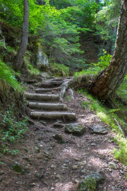Lienzer Dolomiten Ormanı, Alpler, Doğu Tyrol, Avusturya