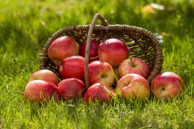 Bahçedeki sepetteki taze elmalar