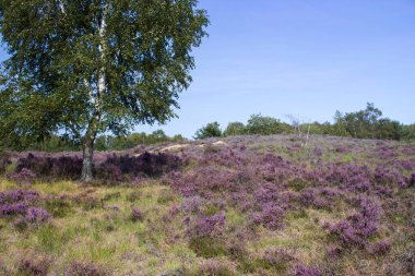 Hollanda 'daki Maasduinen Ulusal Parkı' nda Heathland