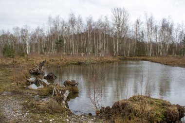 Hollanda 'daki Maasduinen Ulusal Parkı' nda manzara
