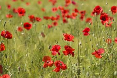 Çayırda - yabani gelincik çiçekleri - yumuşak odak