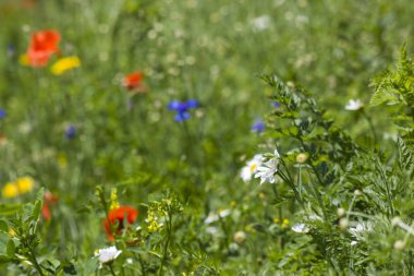 wild flowers flowers - close up - soft focus