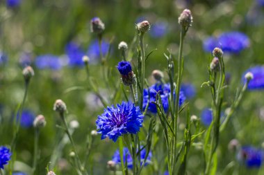 cornflowers - close up - soft focus