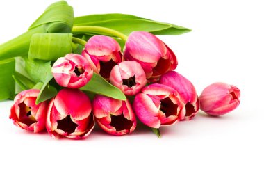 Beyaz arkaplanda kırmızı laleler