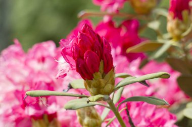 Bahçedeki rhododendron çiçekleri - ilkbahar zamanı