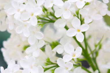 Eflatun çiçekler çiçek açmış. arka plan. Makro fotoğraf.