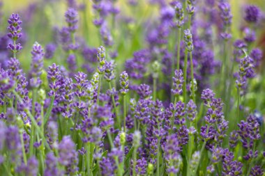 Bahçedeki lavanta çiçekleri - yumuşak odak