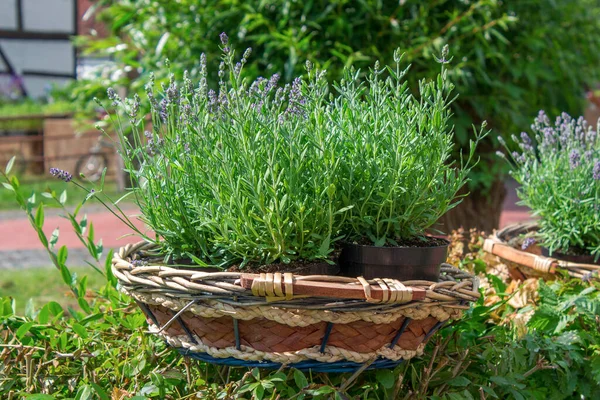 Lavender Flowers Basket Close — Stock Photo, Image