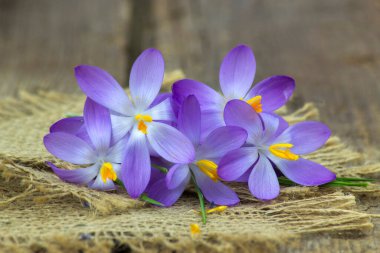 crocus - one of the first spring flowers on wooden background