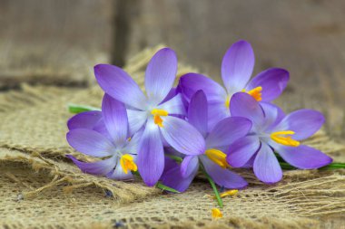 crocus - one of the first spring flowers on wooden background