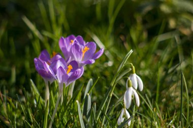 crocus flower and snowdrops in the garden 