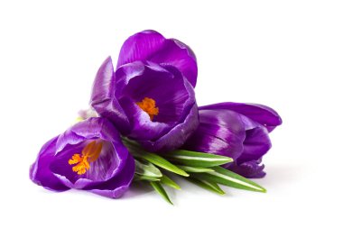 crocus flowers on white background - fresh spring flowers