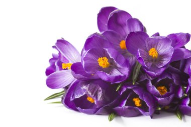 crocus flowers on white background - fresh spring flowers 