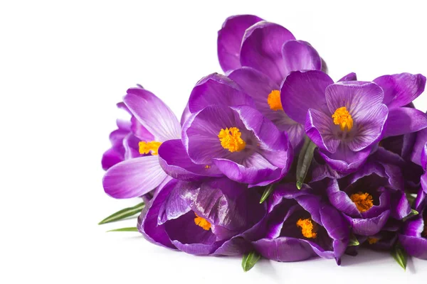 crocus flowers on white background - fresh spring flowers 
