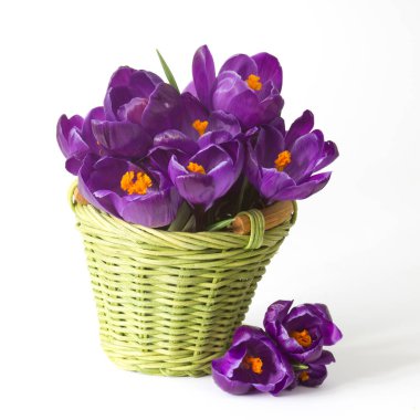 crocus flowers in a basket on white background - fresh spring flowers