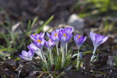 crocus flowers on white background - fresh spring flowers