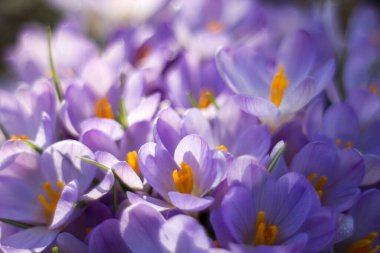 crocus flowers in the garden -  spring flowers - soft focus