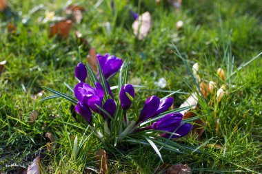 crocus flowers in the garden -  spring flowers - soft focus