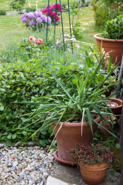 Kırsal bahçe - kil kaplarda açan çiçekler