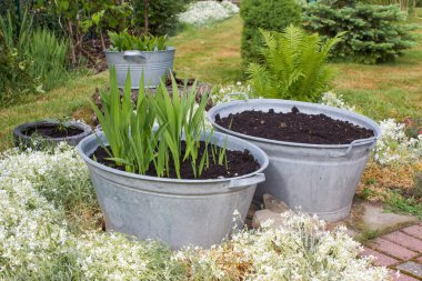 Kırsal bahçe - teneke küvet ve eğreltiotu bitkileri