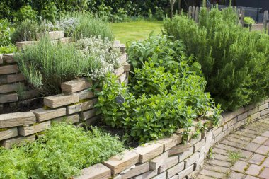 herb spiral in the garden with fresh herbs clipart