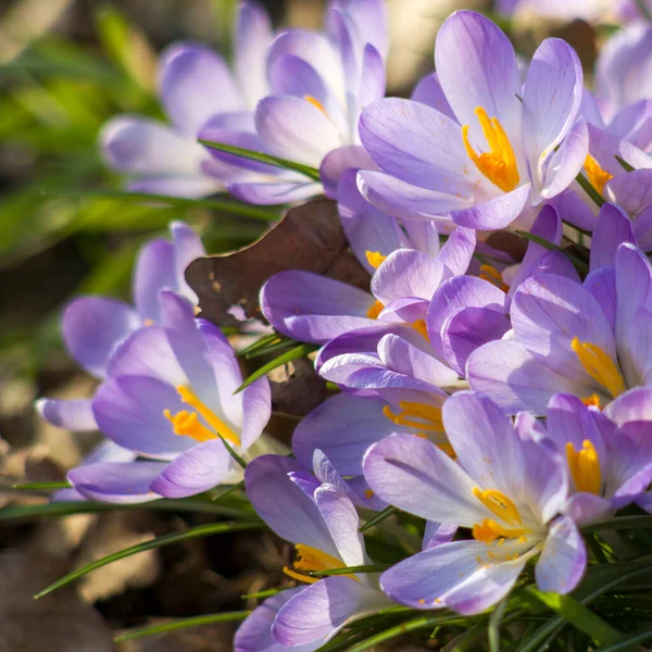 Flores Croco Jardim Flores Primavera Foco Suave — Fotografia de Stock