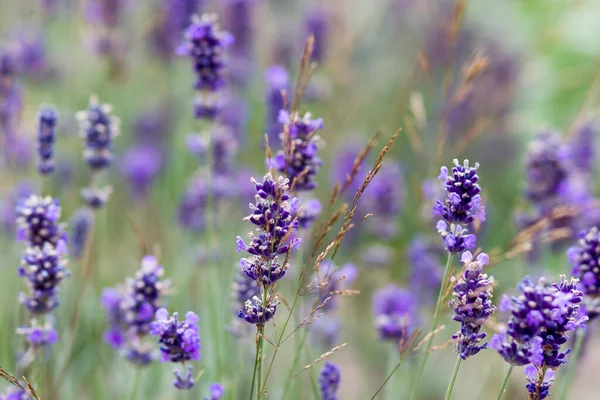 Lavendel Bloemen Een Tuin Natuurlijke Zomer Achtergrond Wazig Beeld Selectieve — Stockfoto