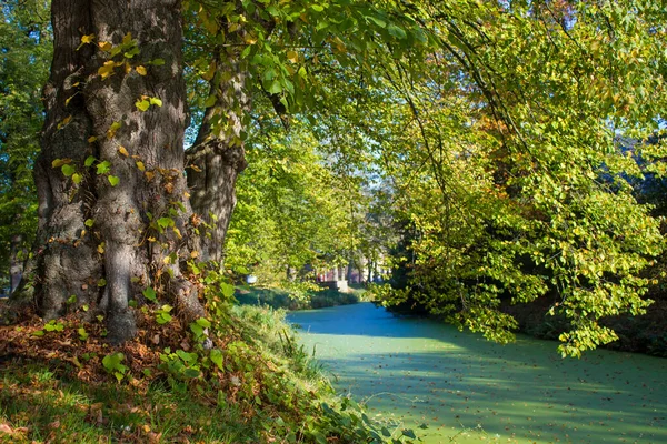 Árvores Velhas Parque Castelo Wissen Weeze Alemanha — Fotografia de Stock