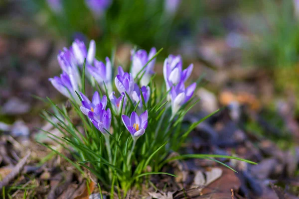 Crosus Virágok Kertben Tavaszi Virágok — Stock Fotó