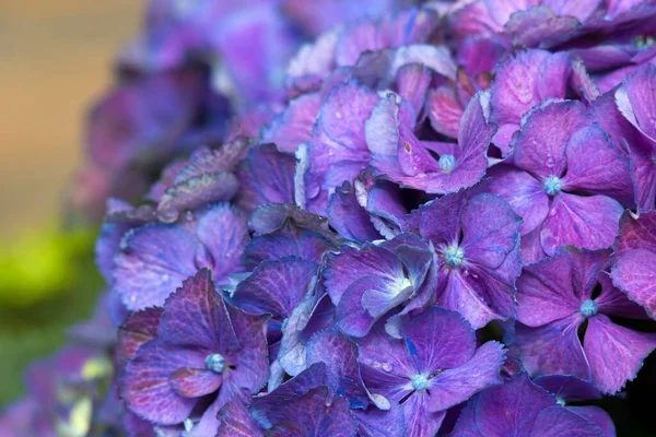 Синій Квітковий Фон Гортензії Макрозображення — стокове фото