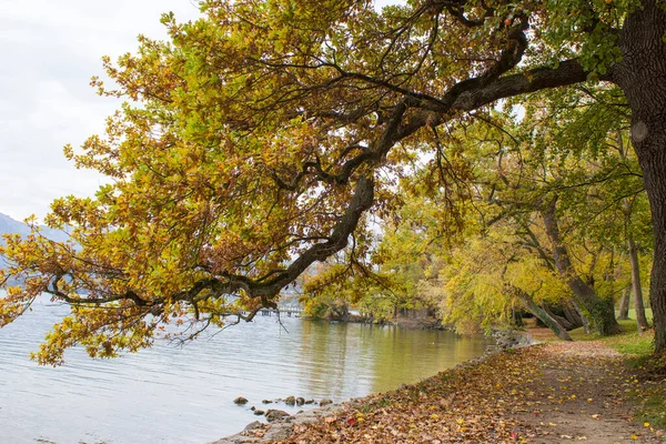 Höst Syn Sjö Och Träd Toscana Park Gmunden — Stockfoto