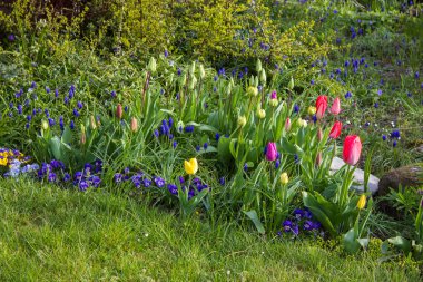 Bahçedeki bahar çiçekleri - narsis, laleler, sümbül çiçekleri ve hanım evlatları