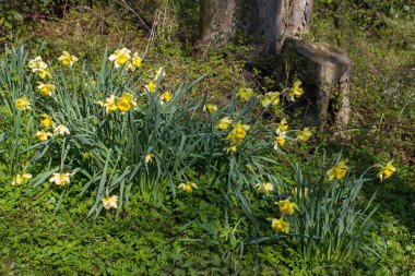 Nergis, Narcissus sahte, sarı narsisli çiçekler bir parkta, bahar zamanı.