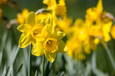 Nergis, Narcissus sahte, sarı narsisli çiçekler bir parkta, bahar zamanı.
