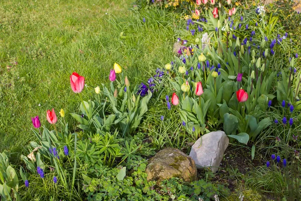 Fleurs Printanières Dans Jardin Tulipes Jacinthes Culottes — Photo