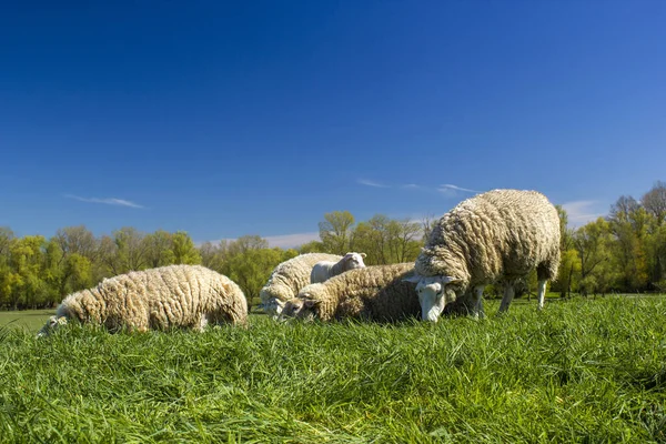 Sheep Meadow Green Grass Germany Stock Photo