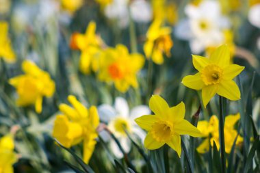 Nergis, Narcissus sahte, sarı narsisli çiçekler bir bahçede, bahar zamanı.