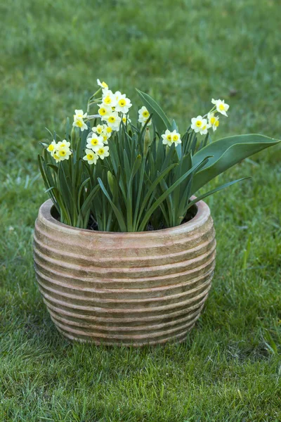 Narcissus Pseudonarcissus Narcissus Flowers Clay Pot Springtime — стоковое фото