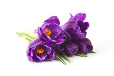 beyaz arkaplanda izole edilmiş crocus çiçekleri