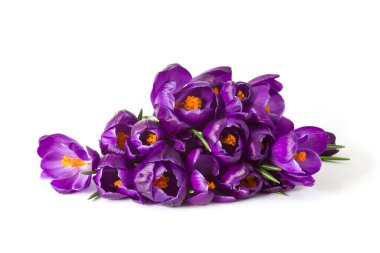 beyaz arkaplanda izole edilmiş crocus çiçekleri