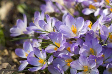 crocus flowers in the garden -  spring flowers - close up