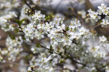 Çiçek açan kiraz ağacı - Bahar ağacı - Yumuşak odak
