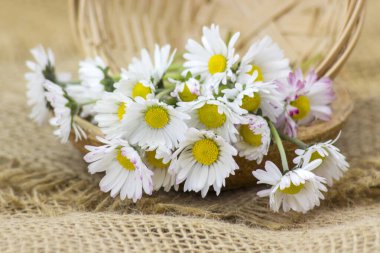 Bir demet papatya - yakın - yumuşak odak